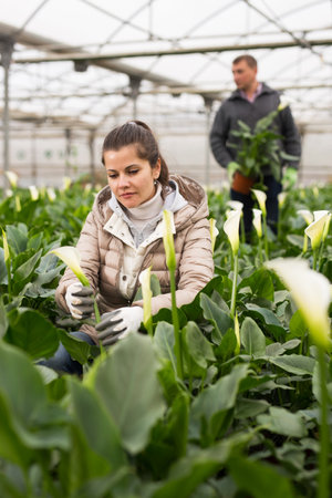 Young woman florist while gardening calla flowers in greenhouseの写真素材
