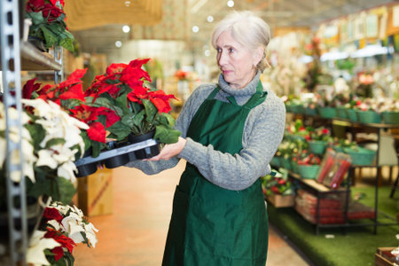 Mature woman plant shop worker carrying box with poinsettia sproutsの写真素材