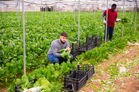 Young worker cutting green chard on farm plantationの写真素材