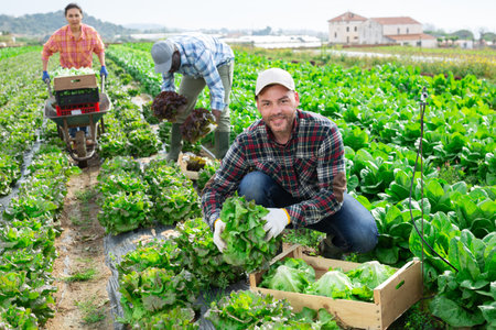 Smiling man farmer picking lettuce on fieldの写真素材