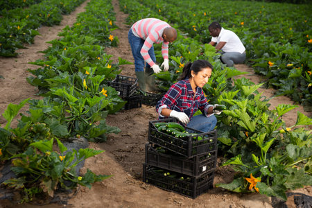 Farmers work on field - harvesting zucchiniの写真素材