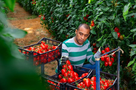 Positive indian man harvesting red tomatoes in a greenhouse