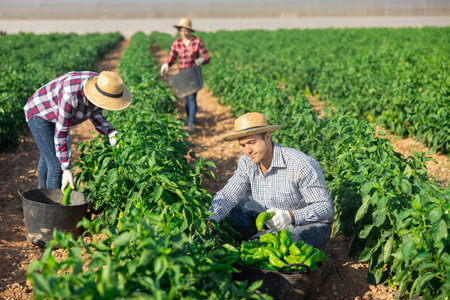 Man picking green pepper on fieldの写真素材
