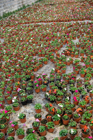 Rows of balsam seedling. Lots of balsamine bushes in plastic pots.の写真素材