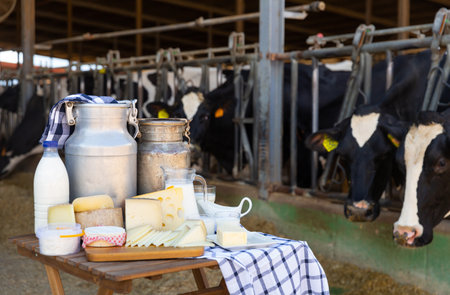 Dairy products - milk, cheese, cottage cheese on the background of cows in barnの写真素材