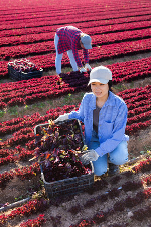Portrait of positive young woman harvesting red lettuce in fieldの写真素材