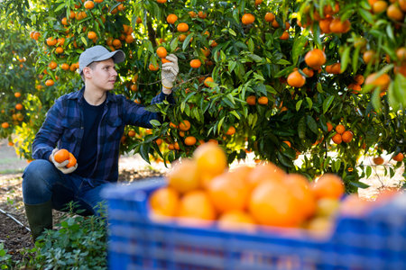 Portrait of man farmer during harvesting of tangerines at farm plantationの写真素材