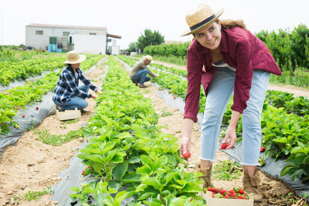 Woman farmer gardening on plantation, harvesting strawberryの写真素材