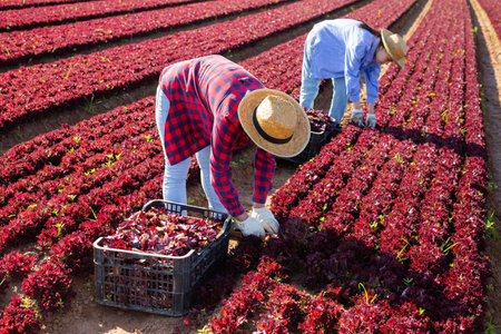 Two girls harvesting red lettuce on vegetable farm fieldの写真素材