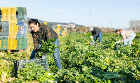 Asian woman with team of farm workers arranging crop of ripe celery in boxes on fieldの写真素材