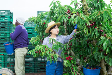People picking cherry