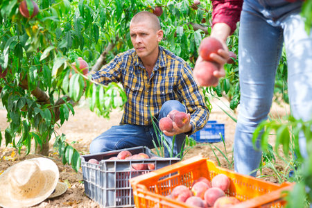 Caucasian man picking peaches