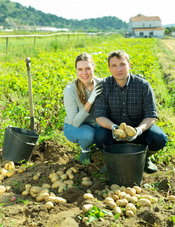 Satisfied husband and wife harvest potatoes in the fieldの写真素材