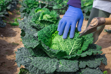 Worker hands cutting savoy cabbage with ax in farm fieldの写真素材