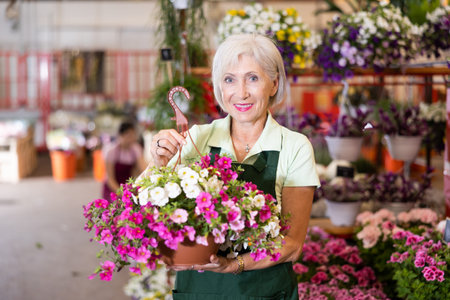 Old saleswoman holding calibrachoa in flower-pots in open-air plants marketの写真素材