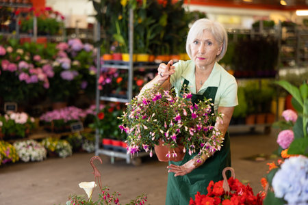 Old saleswoman demonstrating fuchsia in flower-pots in plants marketの写真素材