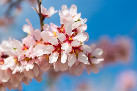 Almond flowers. Flowering almond tree in the garden. Blooming pink flowers on branchesの写真素材