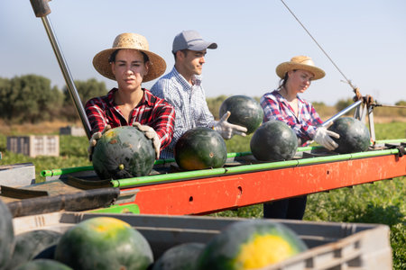 Workers picking ripe watermelons using harvesting machineの写真素材