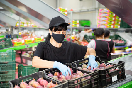 Young woman during packing mango