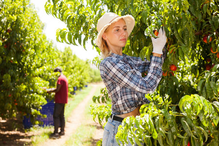 Woman farmer harvesting peaches
