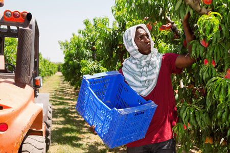 African American man harvesting ripe peaches at sunny fruit farmの写真素材