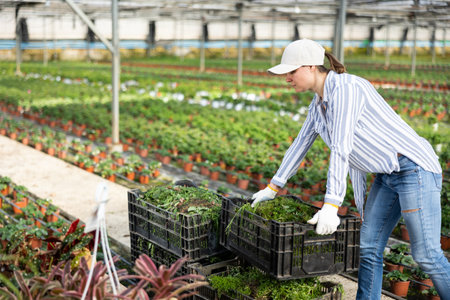 Female horticulturist carrying crate in hothouseの写真素材