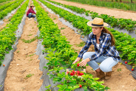 Young female farmer gathering crop of strawberries on farm fieldの写真素材
