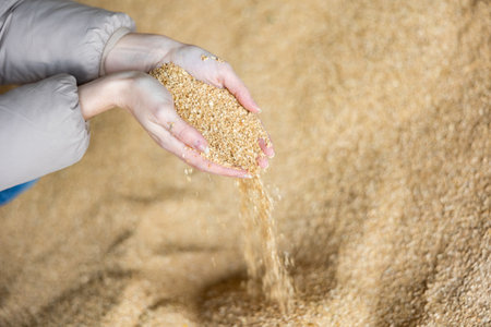 Soybean husk animal feed in farmers handsの写真素材