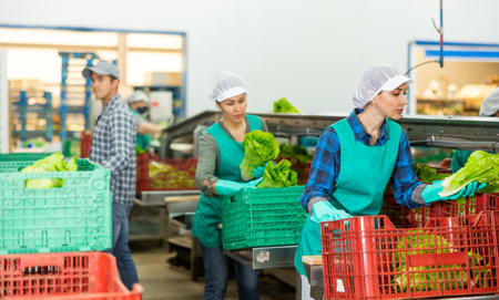 Women and man sorting lettuce in vegetable factoryの写真素材