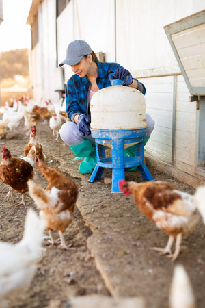 focused european adult woman filling chicken drinker in chicken farmの写真素材