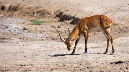 Herd of Cobe lechwe looking for food in savannahの写真素材
