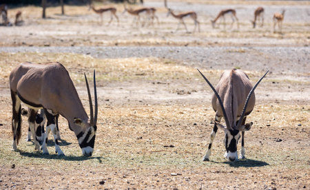 Some oryx gazelles feeding together in safariの写真素材