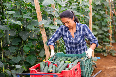 Woman carrying crates with freshly picked cucumbersの写真素材