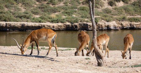 Cobe lechwe african antelope of genus waterbuckの写真素材