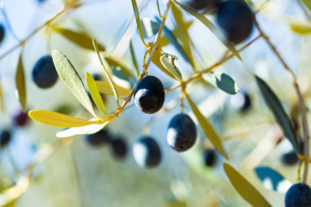 Ripe black olives on tree branchesの写真素材
