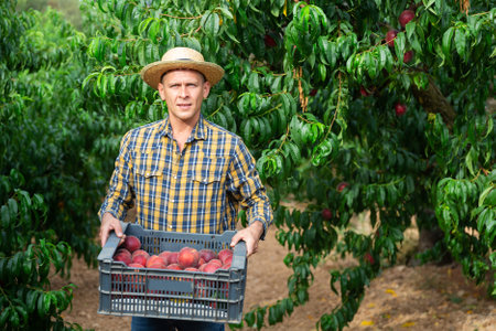 Man with crate of peachesの写真素材
