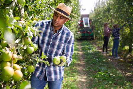 Male worker gathering ripe apples at orchard