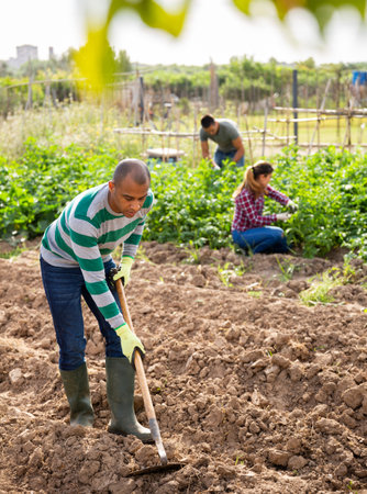 Indian man gardener working at land with garden mattockの写真素材