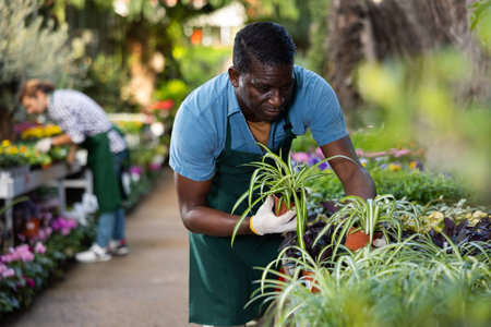 African american gardener inspects Chlorophytum in the potsの写真素材