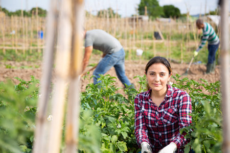 Farmers collect insects from potato leaves