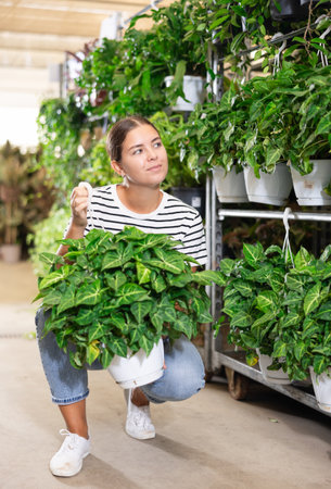 Happy female customer chooses singonuim green flower in flower shopの写真素材