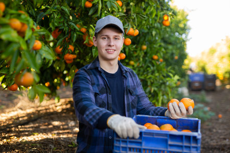 Young farmer guy inspects the collected tangerines in cratesの写真素材