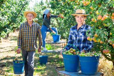Three workers picking pearsの写真素材