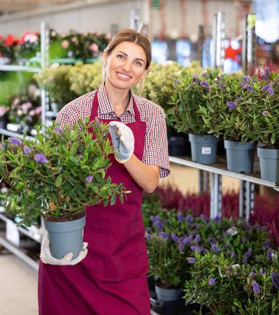 Saleswoman of flower shop near shelf with hebe chooses pot with plant to send for customerの写真素材