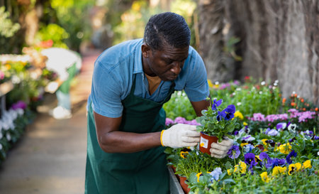 African American male florist working in garden store, checking potted white flowersの写真素材