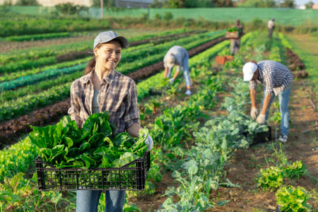 Girl works on plantation garden bed, cuts bunches of acelga and puts them in box for transportationの写真素材