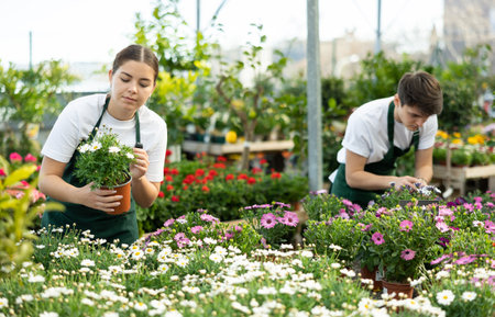 Female florist inspecting potted Osteospermum in garden storeの写真素材