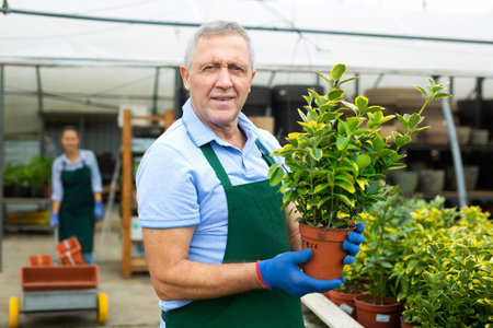 Man florist arranging flowering eonymus aurea in pots while gardening in glasshouseの写真素材