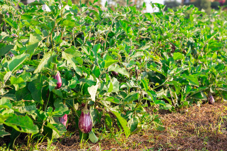 Purple striped eggplant garden-stuff s hang on bushes and sing under southern warm sun.の写真素材