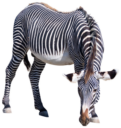 On clear sunny day, two animals, group of zebras grevy walk eat on shroudの写真素材